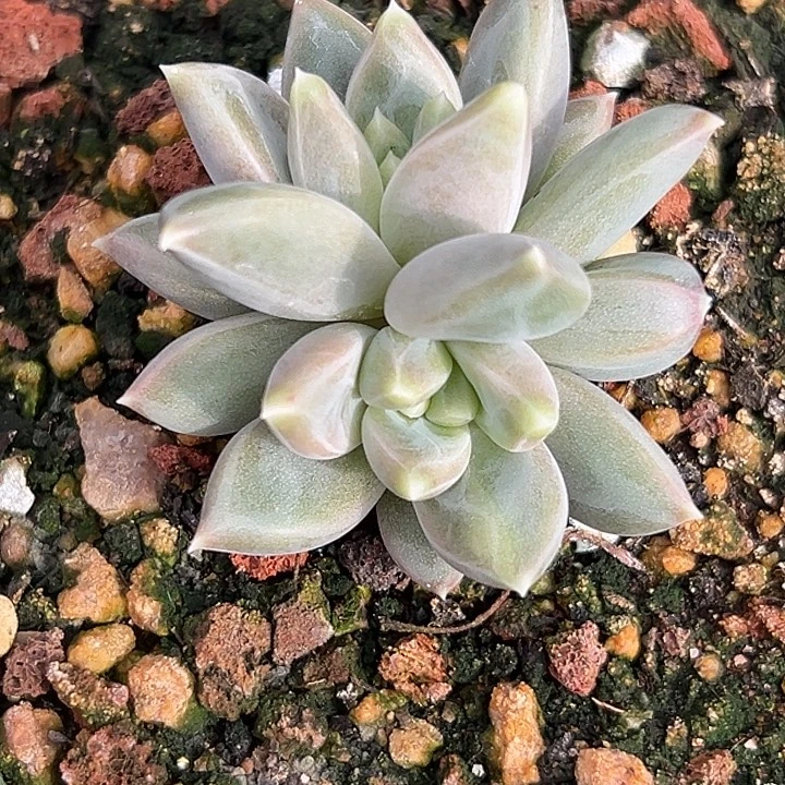 美人单头一物一拍