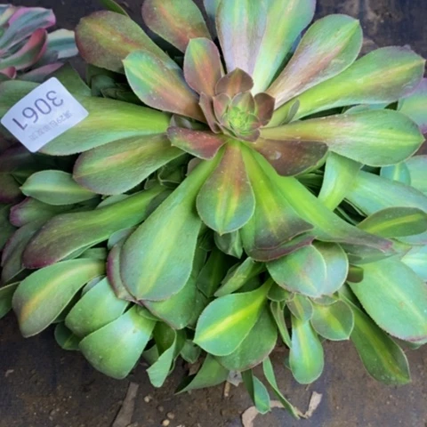 中班锦多肉植物3061