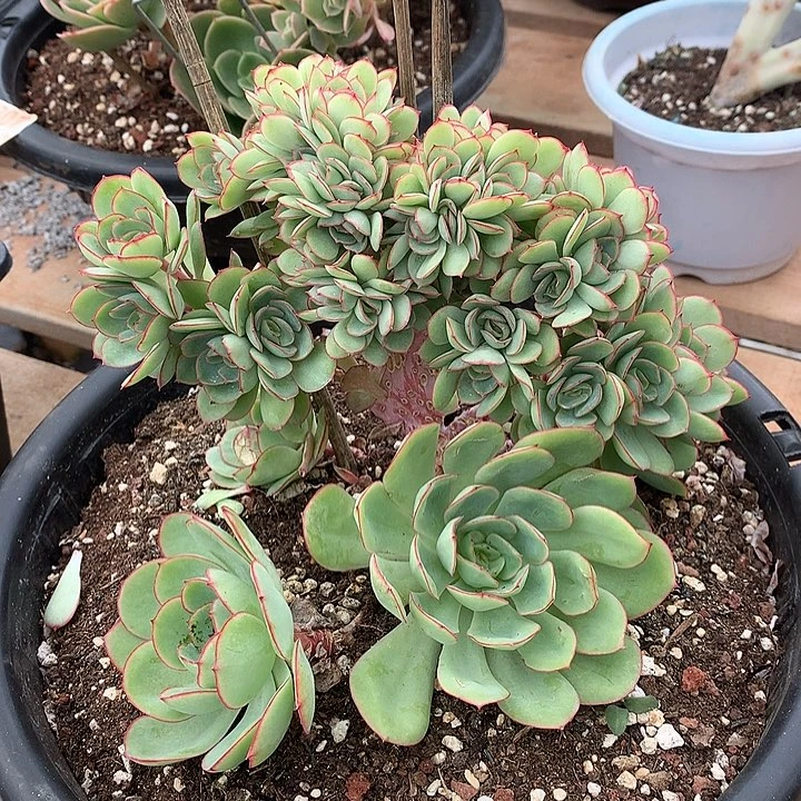 牡丹亭缀化 非偏远38包邮节后发