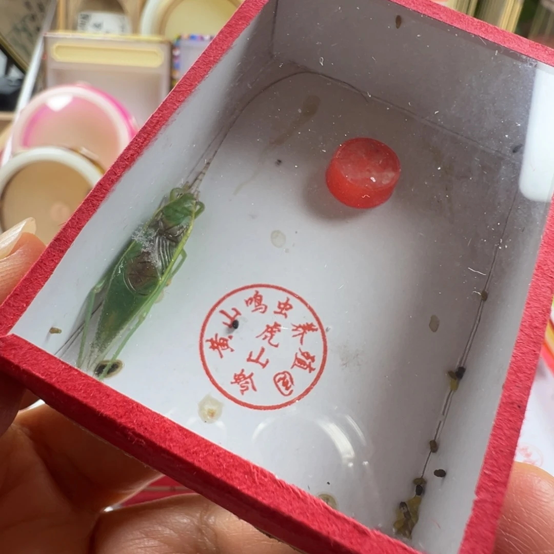 蟋蟀一只长须单口金钟