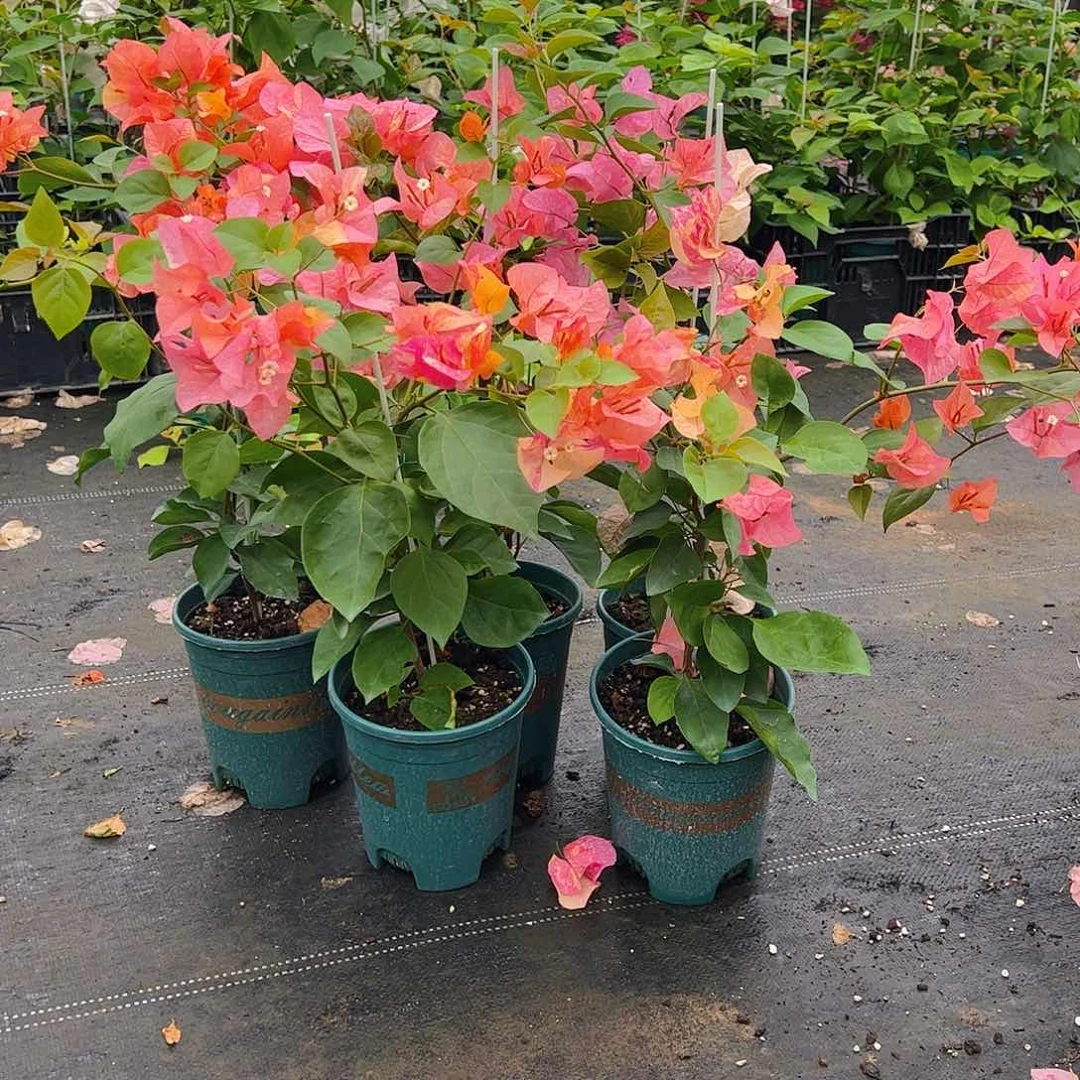 当前无花栽培后可以开花阿达纳一颗