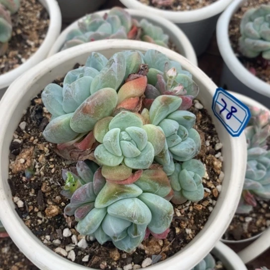 榴***莲一物一拍冰玉多肉78