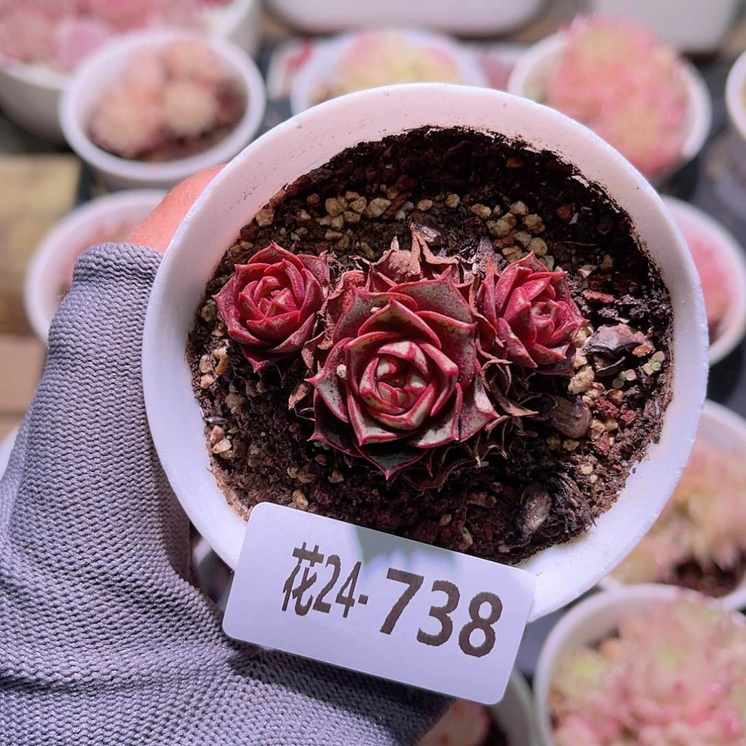 花24-738圆罗带仔