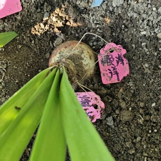 完全开放懒羊羊4.5厘米带1侧芽