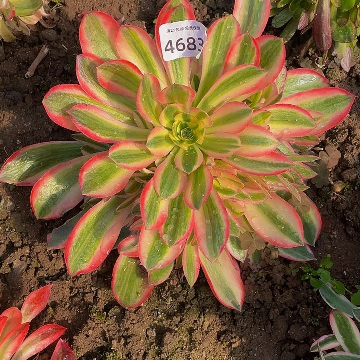 4683男神多肉植物