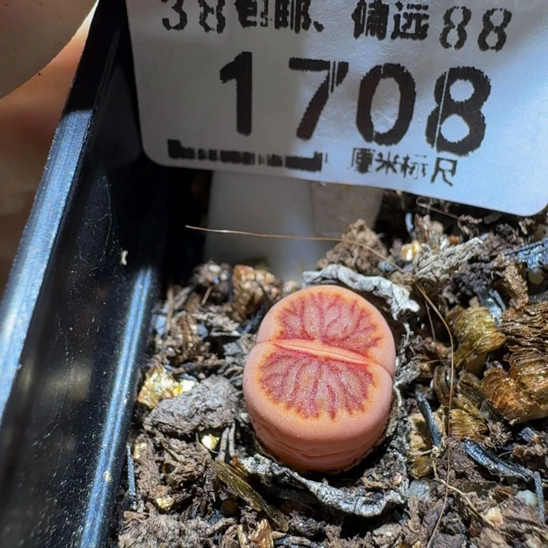 小***乖Ssss精品生石花1708