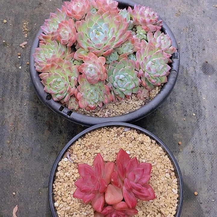 戒***初多肉植物二个多肉植物