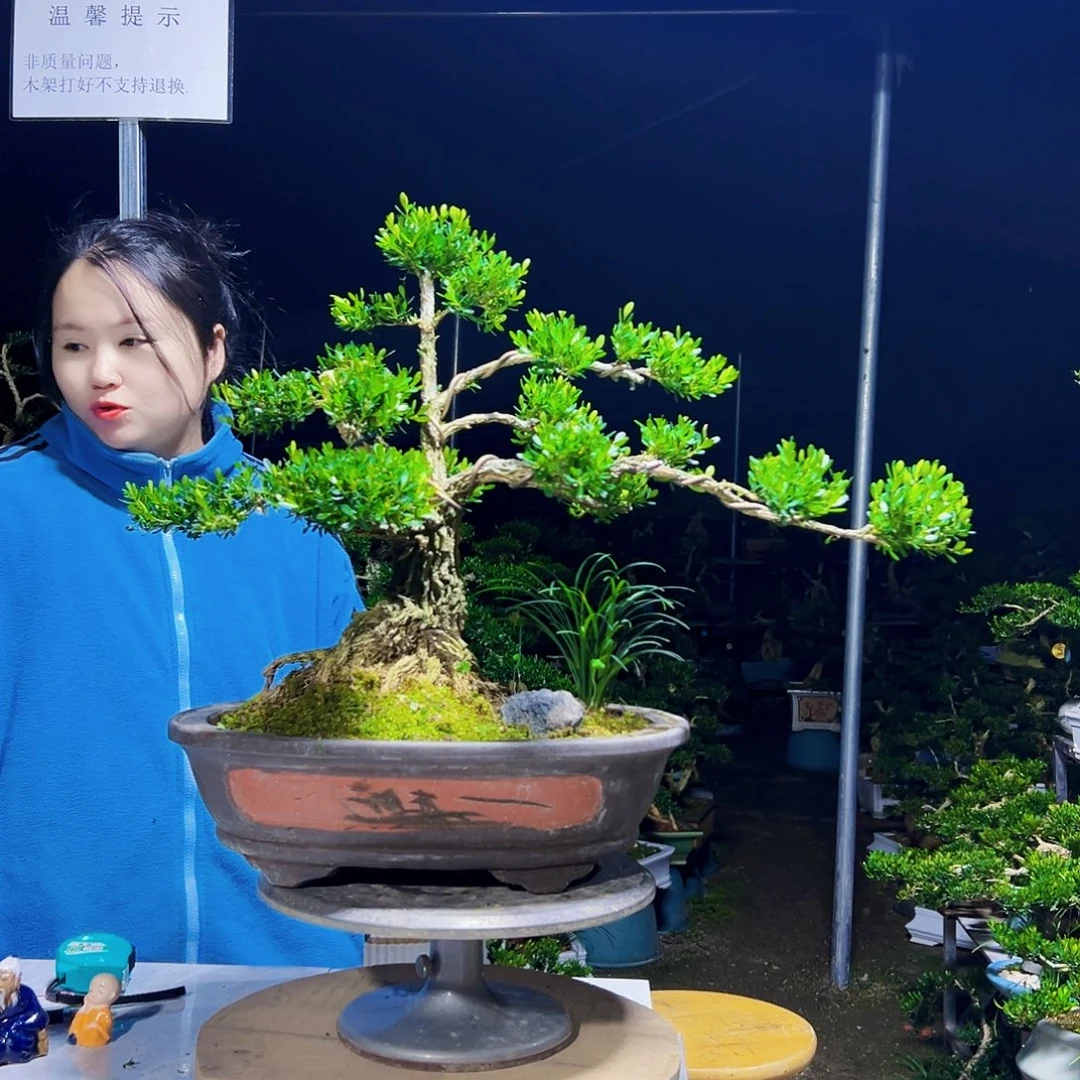 无花朵黄杨木