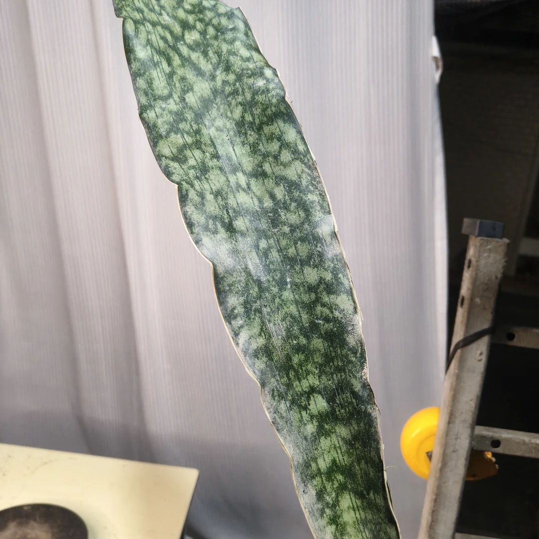 龙王虎皮兰里的扛把子