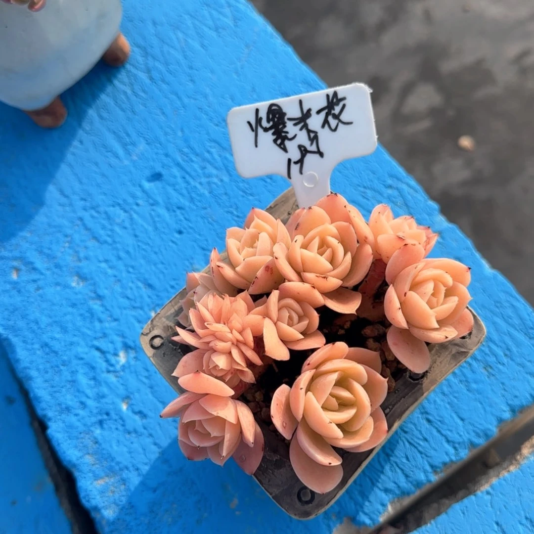 爆米花，辛纳塔缀