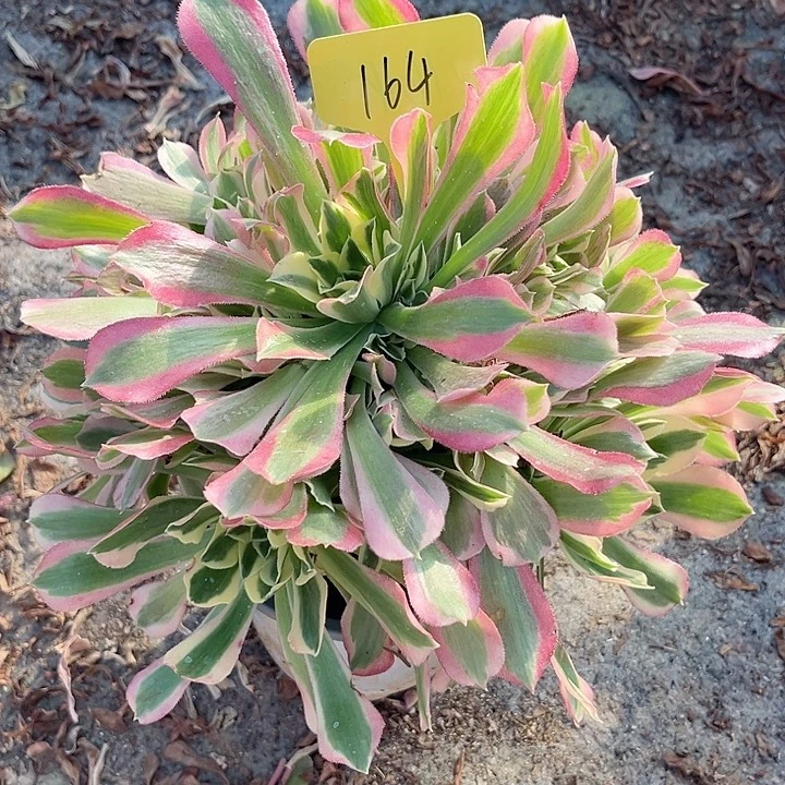 164一颗白凤法师多肉