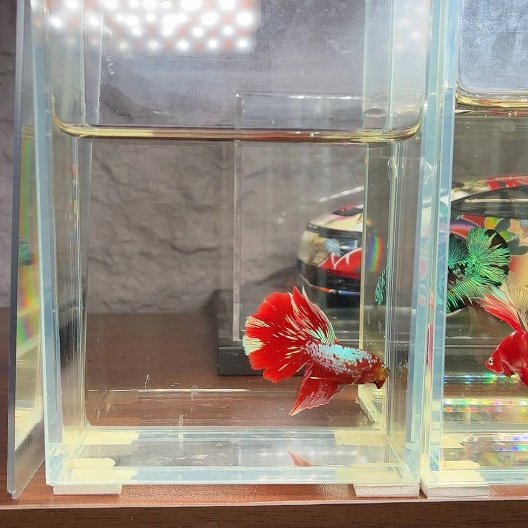 斗鱼彩金红魔半月