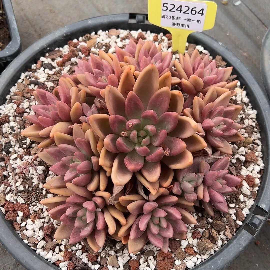 524264 桃花源手捧全状态老桩无砍