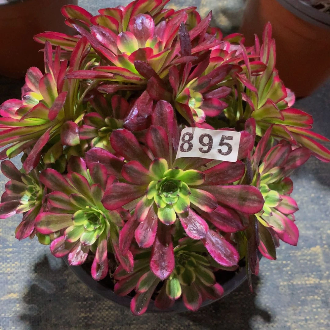 【闪购商品】平****悦895维纳斯多肉