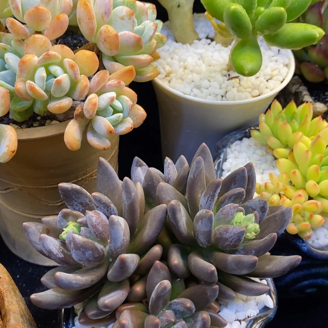 黑加仑美人多肉植物盆栽