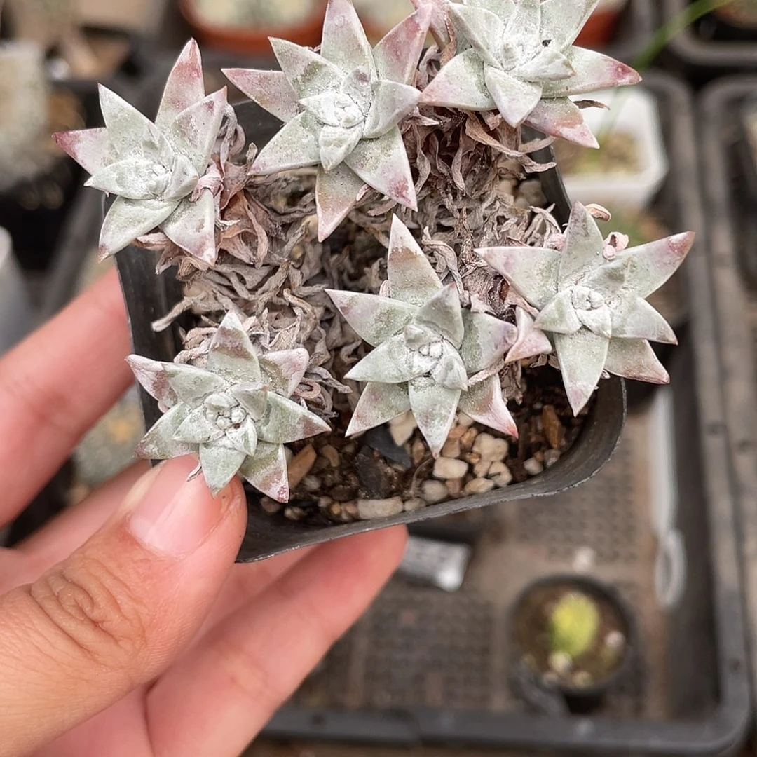 517白菊（满18元包邮）