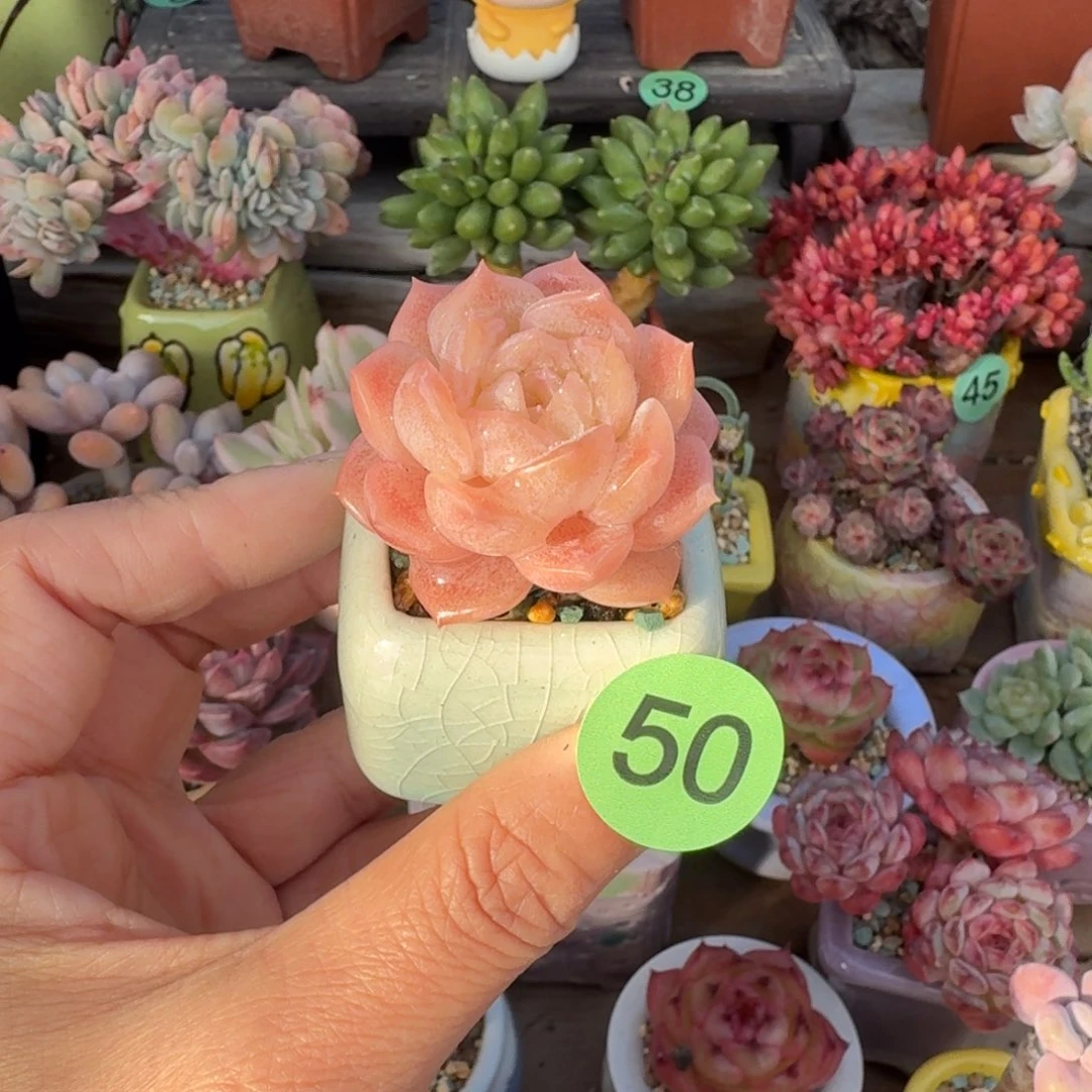 纯爱 多肉含盆土 一物一拍