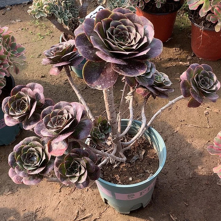 妖桩魅金玫瑰678号