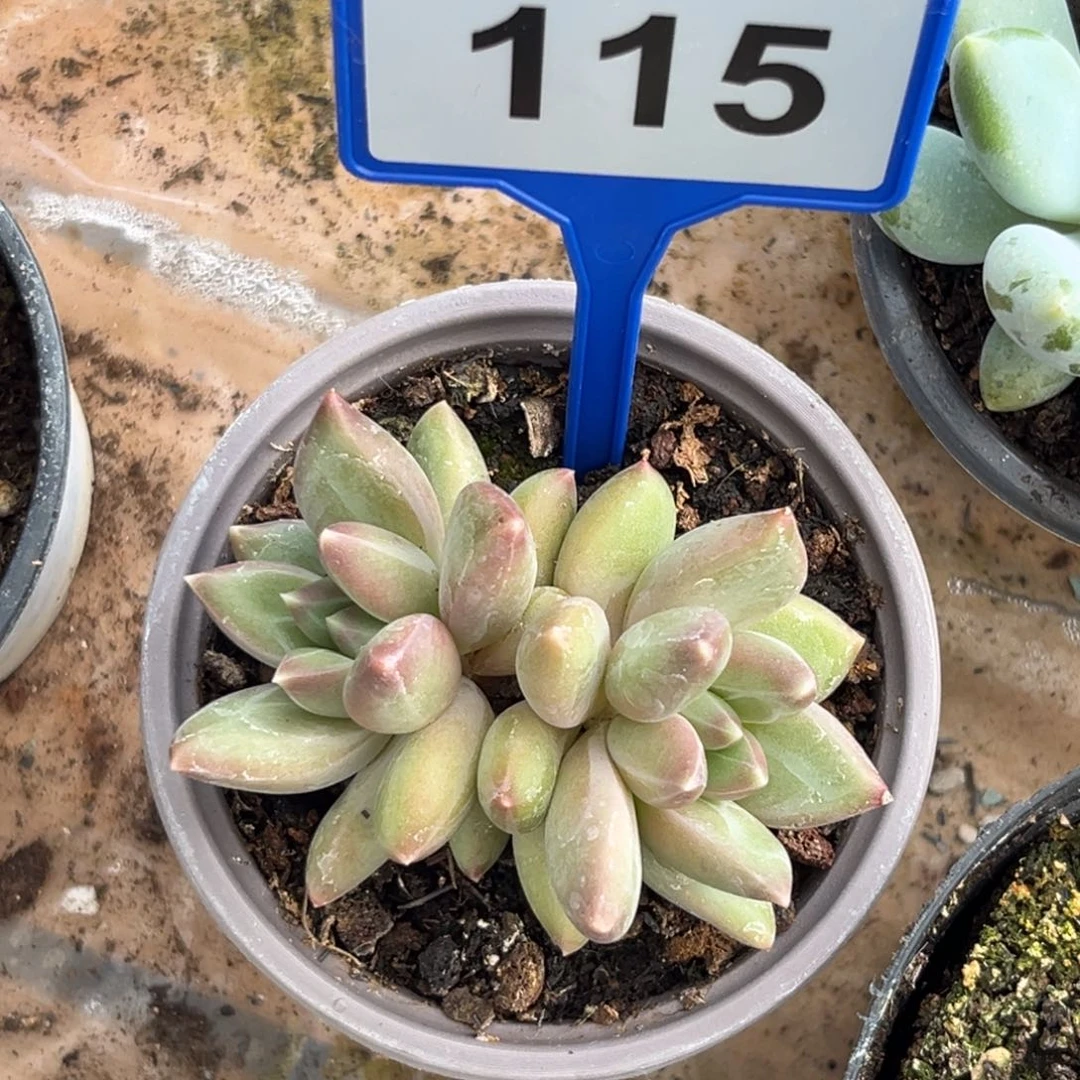 多肉植物郁金香美人115