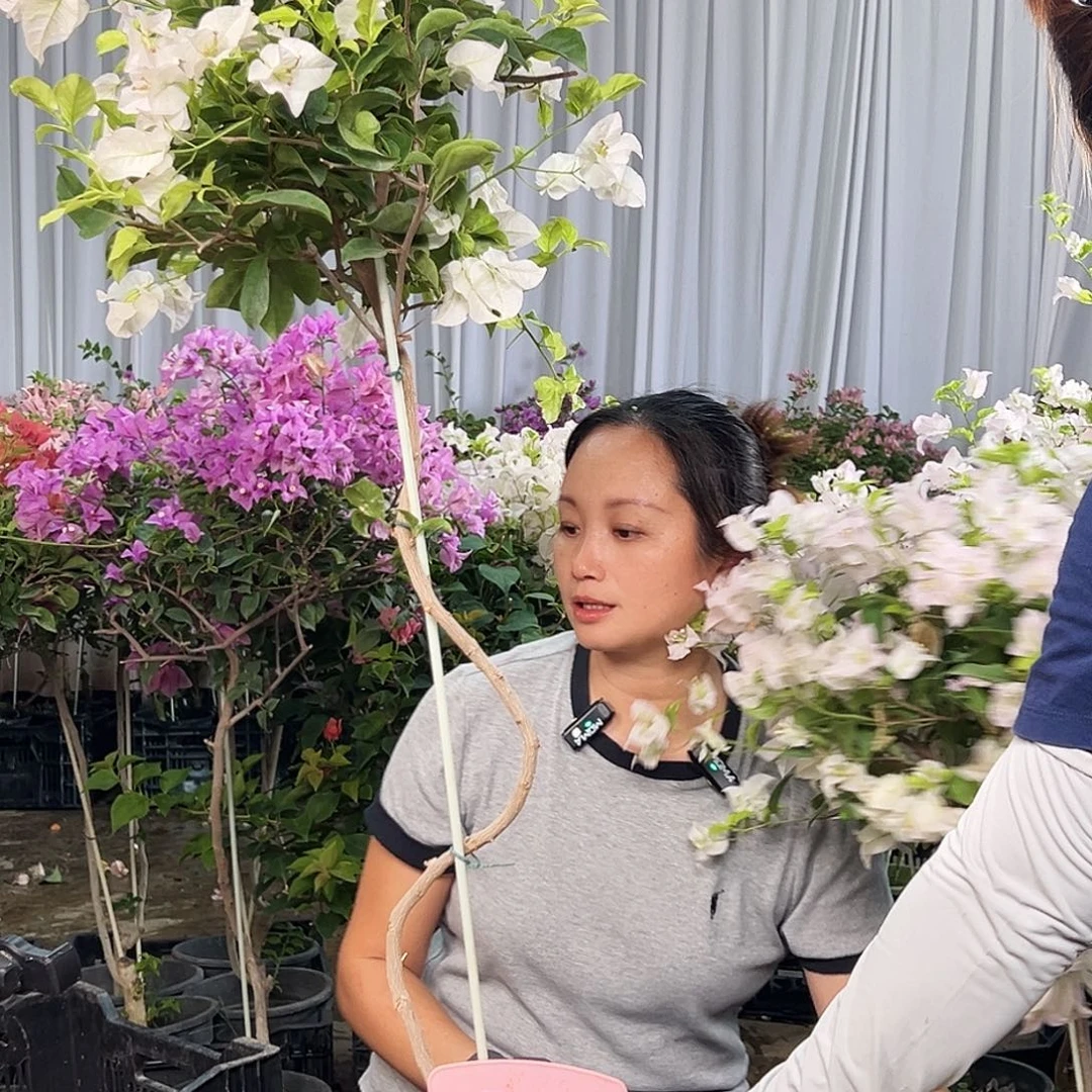 龙***下大部分花苞少量开放D金边丽娜