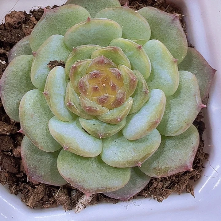 甜心19包邮多肉植物
