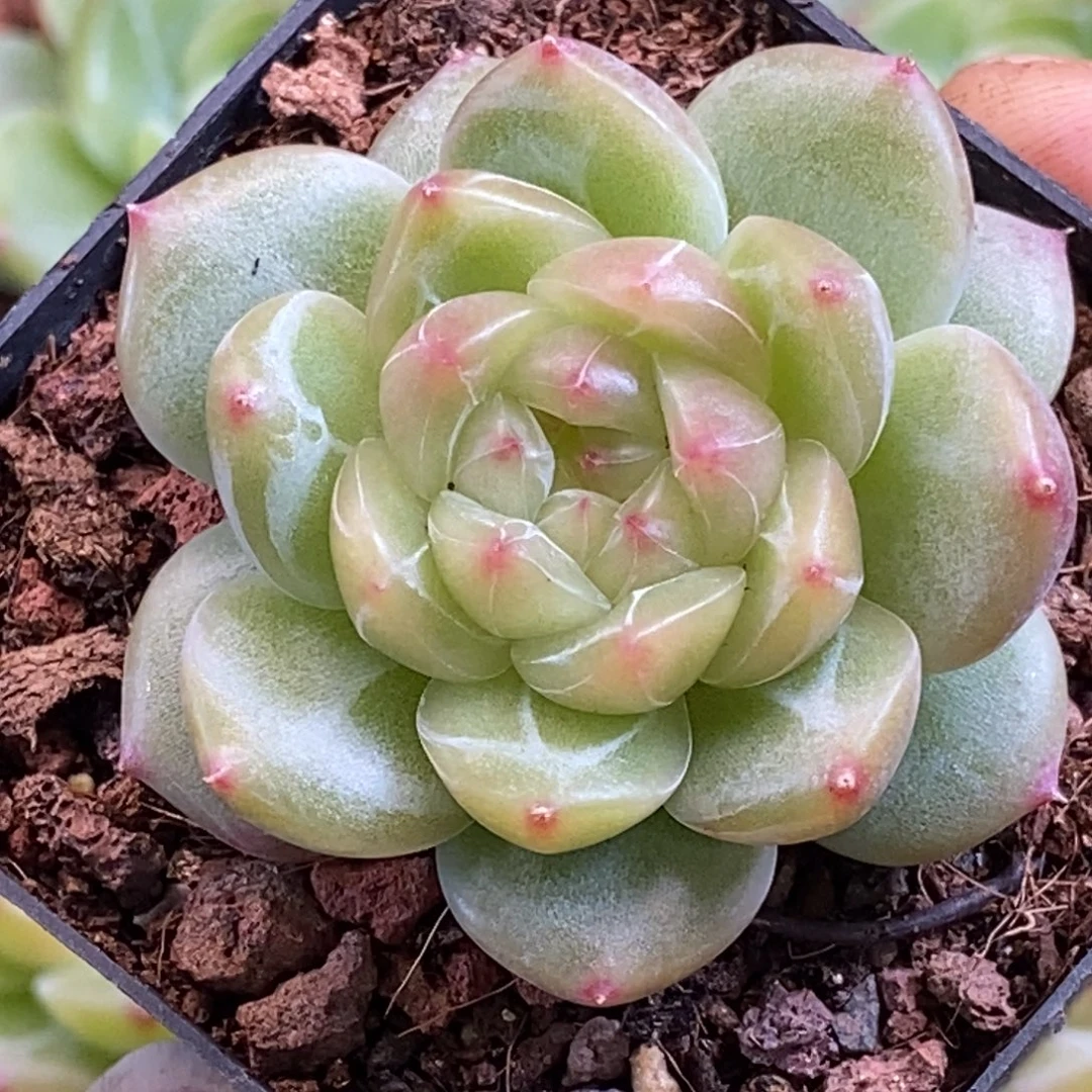 天官赐福百无禁忌