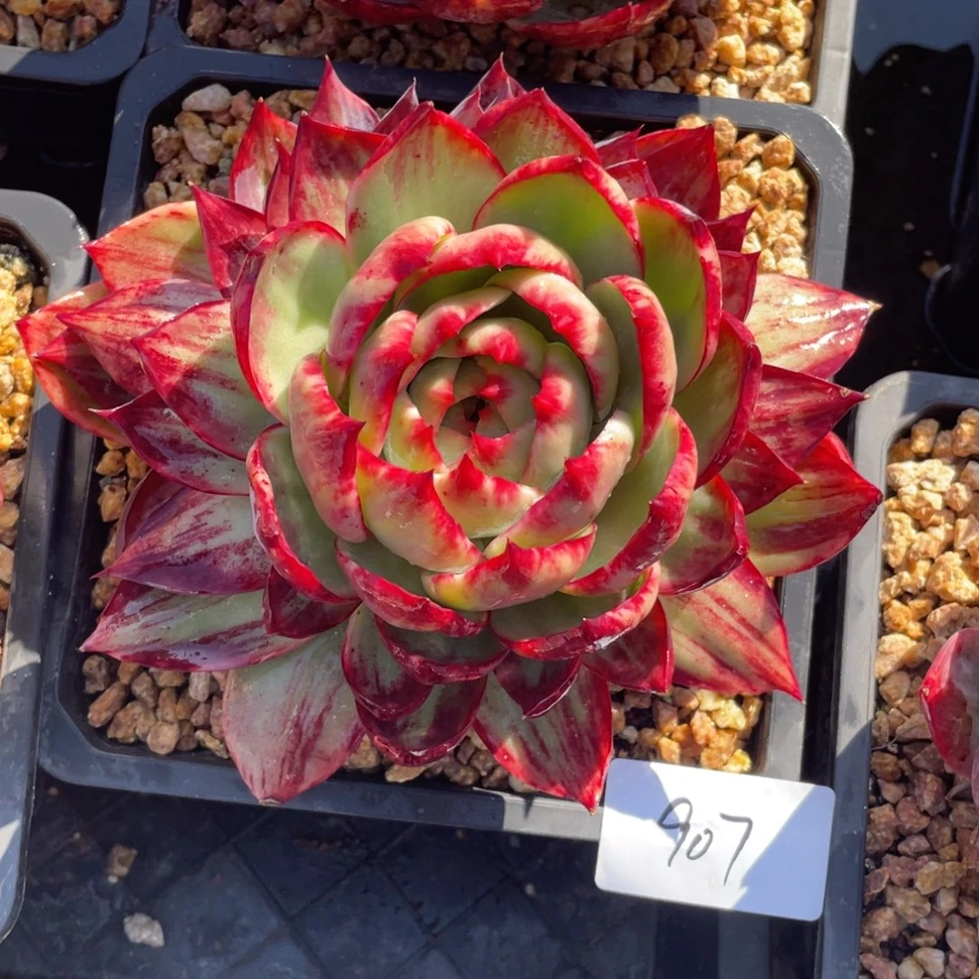 惊鸿仙子冠服19左右