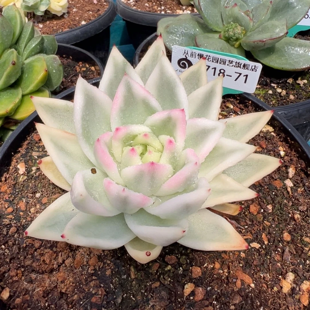 从前慢多肉精选编号0718.71