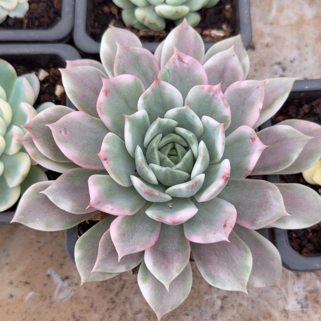 粉艾丽卡锦腹轮锦一颗