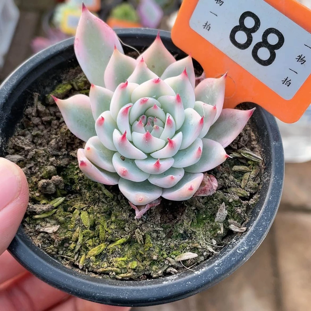 【闪购商品】88号晚上