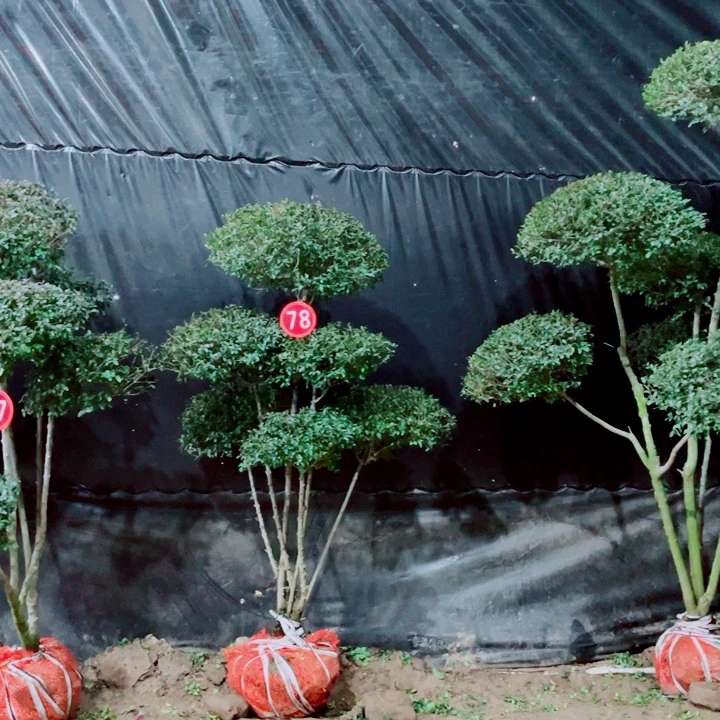 无花朵一物一拍一物一图