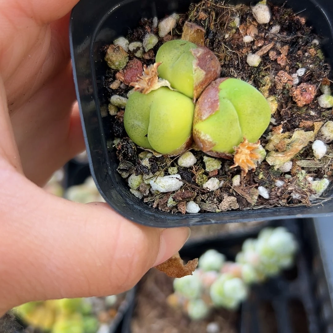 父母植物植物中央音乐学院