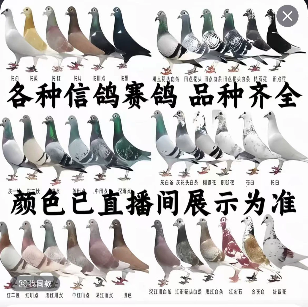 信鸽种鸽成绩鸽血统鸽青年天落特比环
