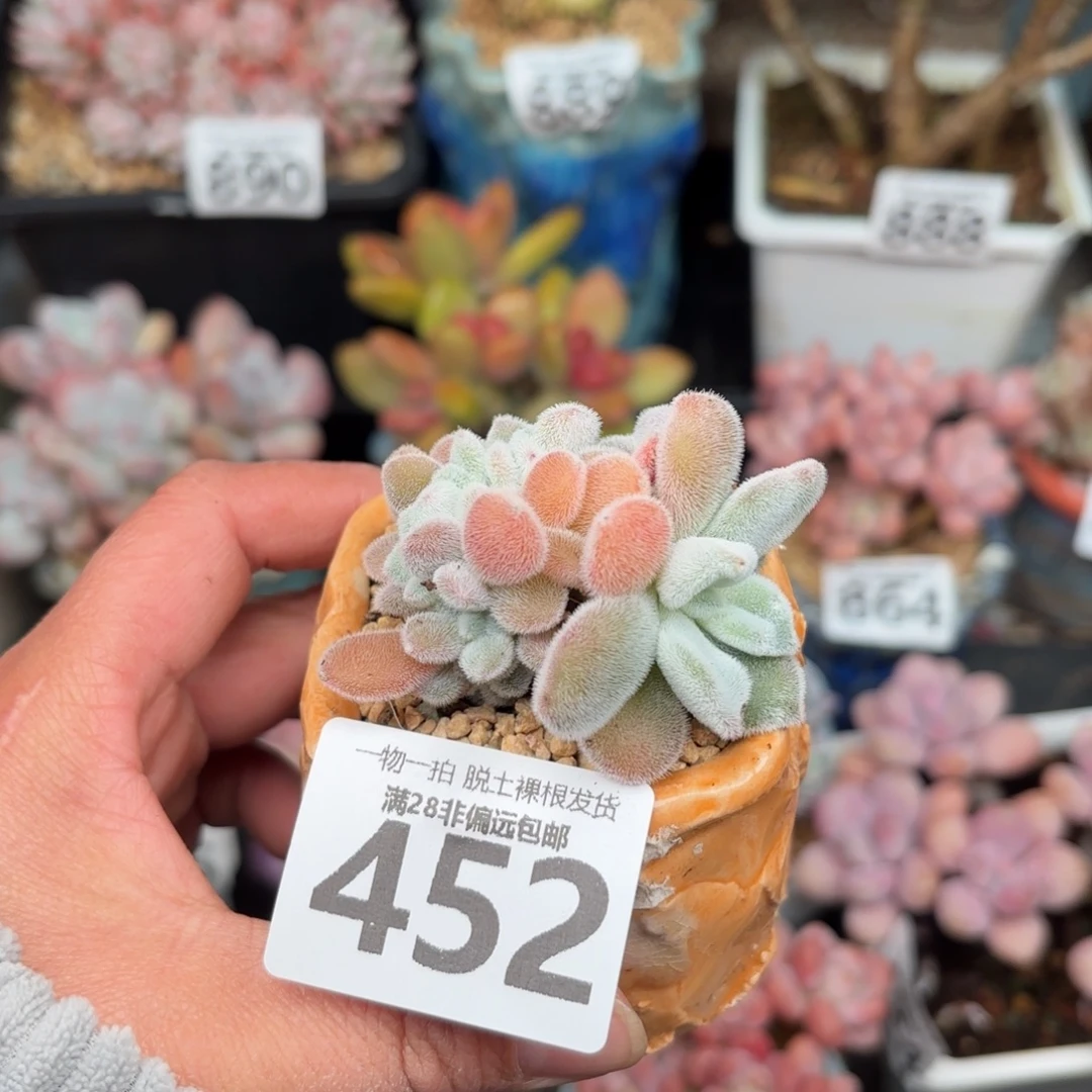 雪晃星缀化无盆土发货