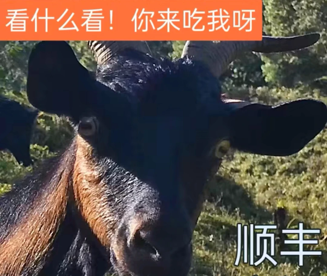 现杀黑山羊定金(多退少补)