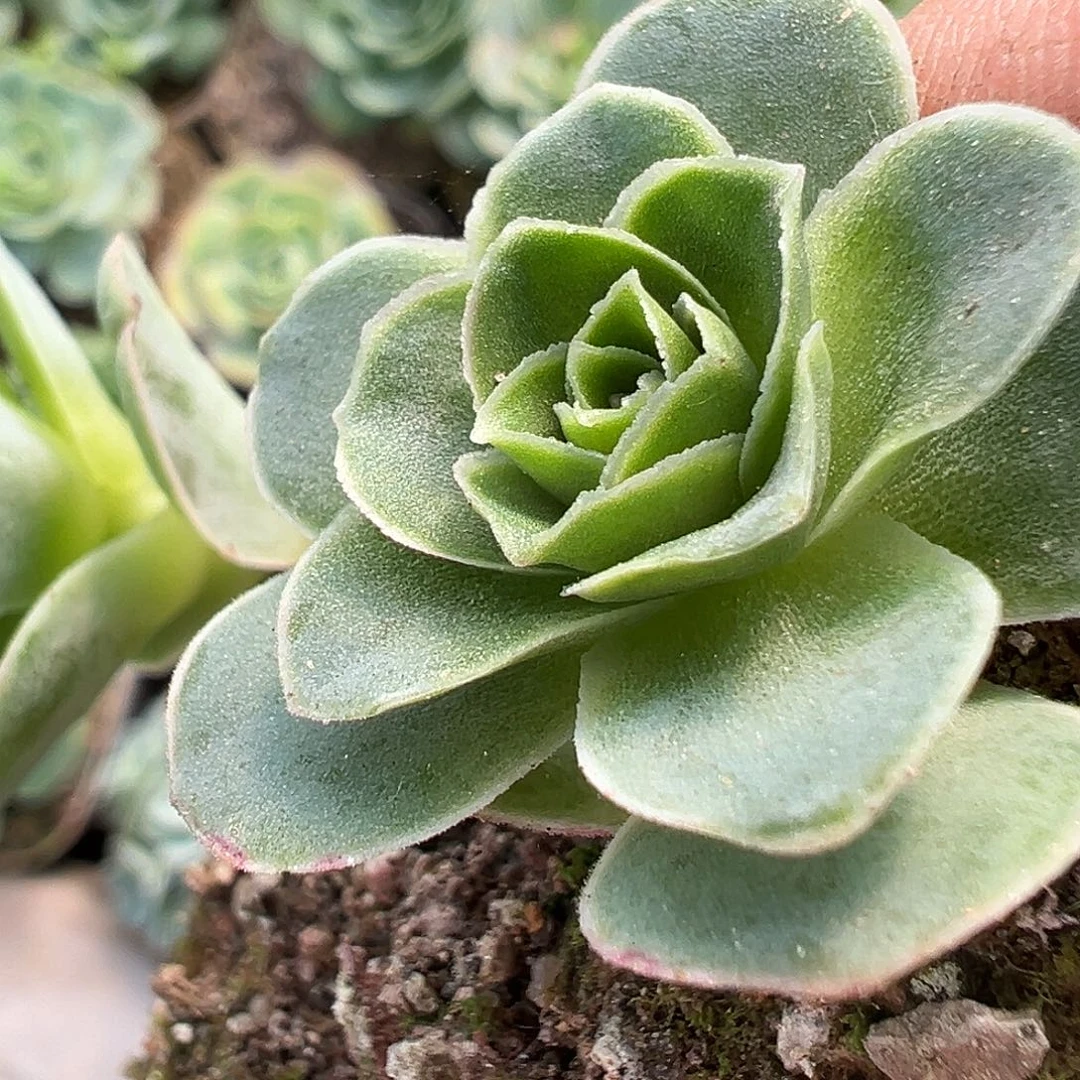 糖糖215 绝色 小 山地玫瑰