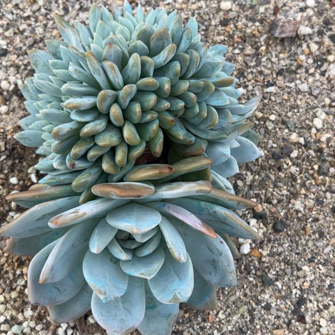 点点在家躺着就能看见