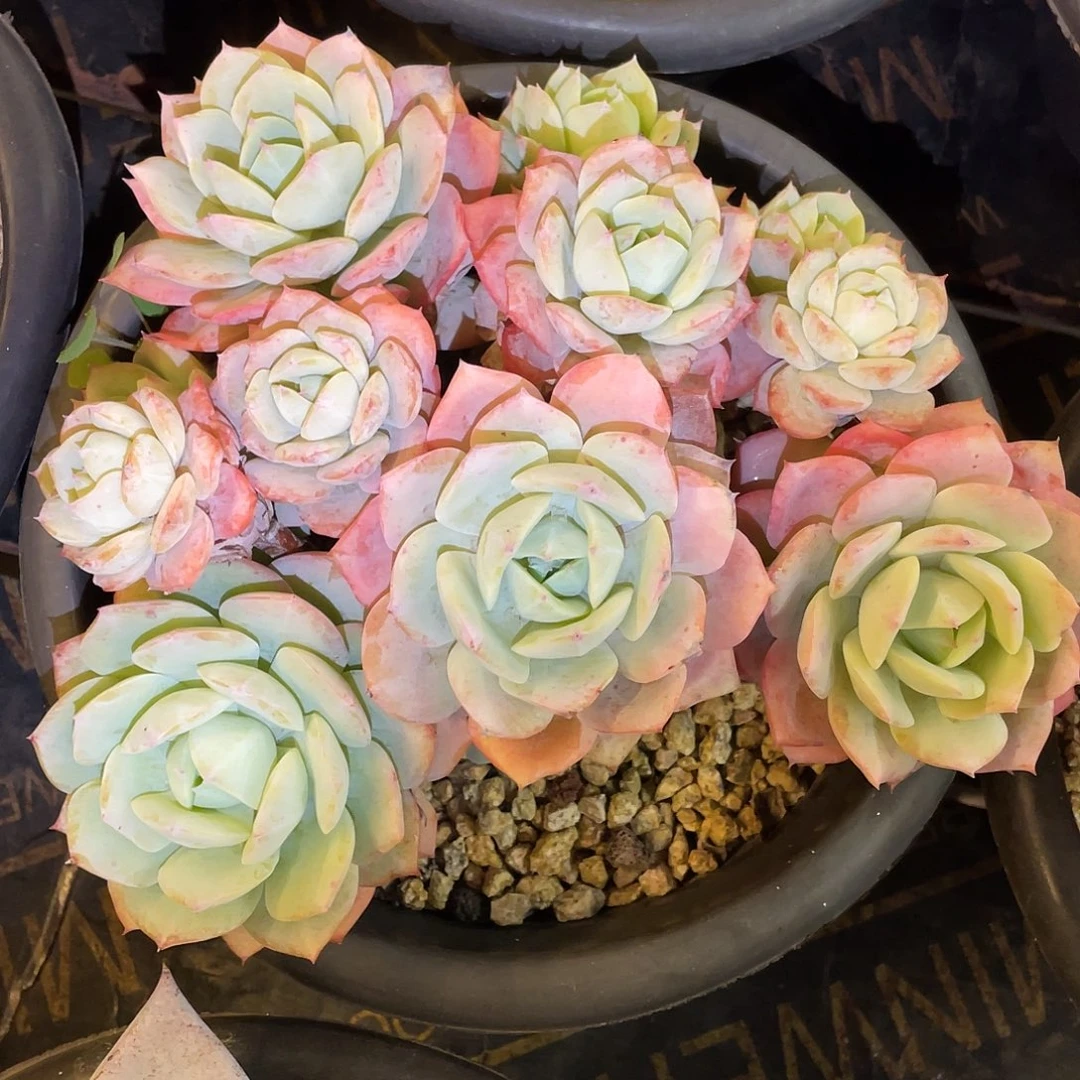 多肉植物一物一拍