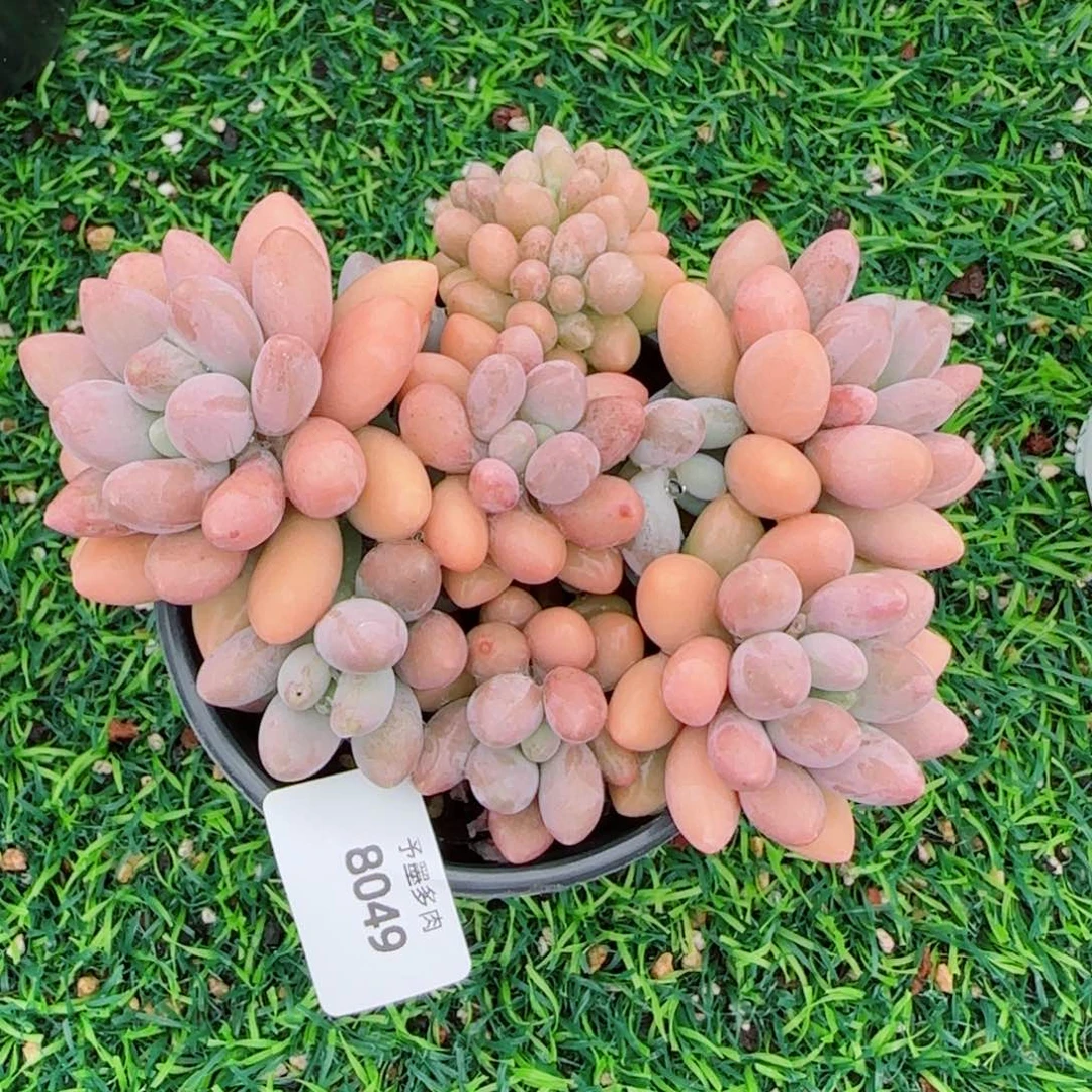 粉恋缀化，8049多肉植物