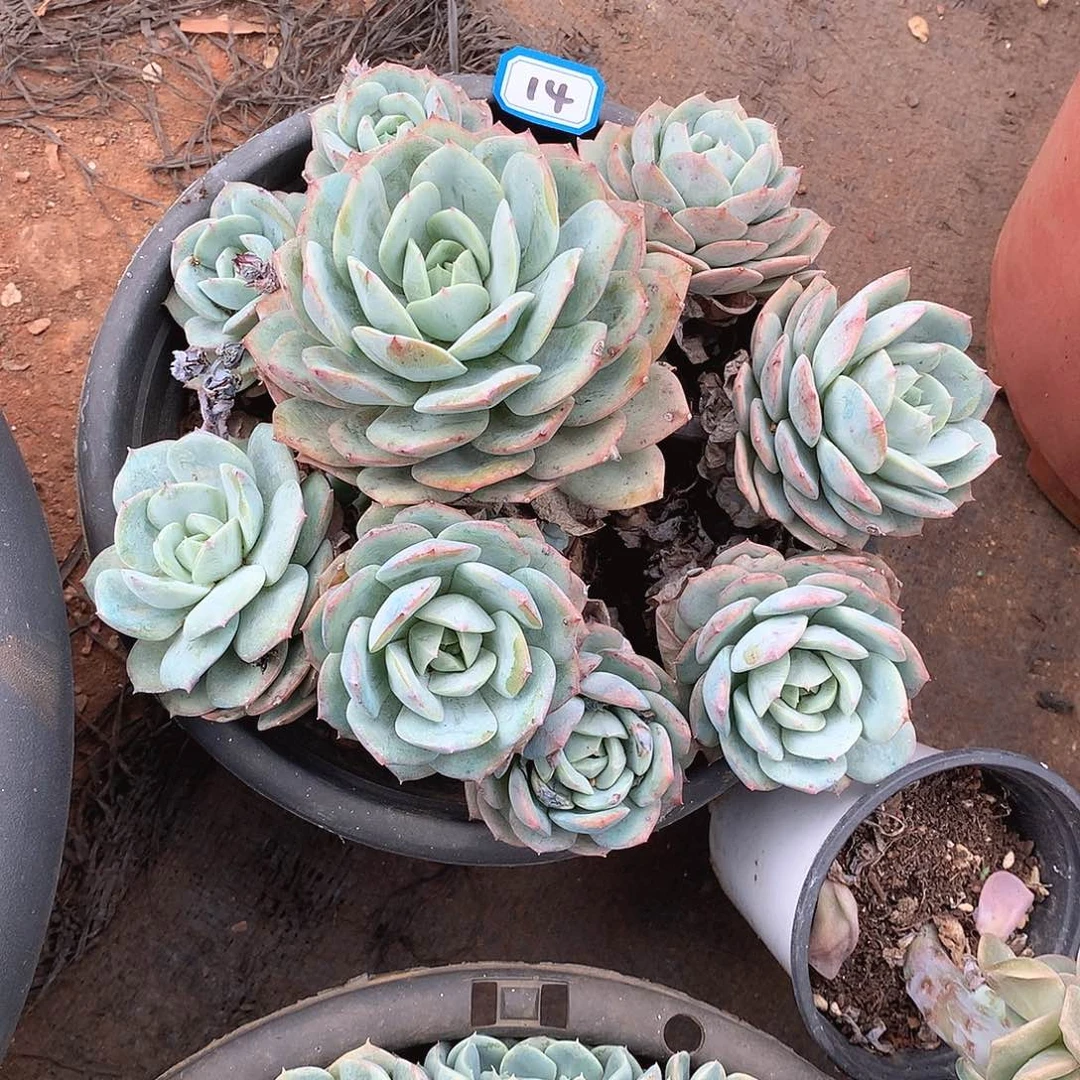 14恋曲 一物一拍多肉