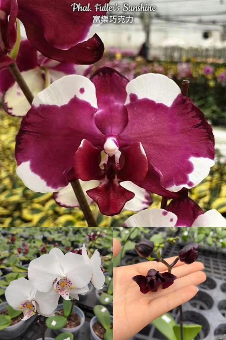 2.5寸富乐巧克力-苗 小概率返祖不售后 叶瑕 趣味兰