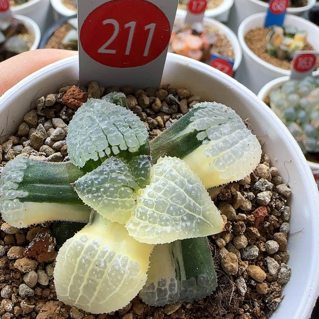 211号天空之境锦一物一拍带盆土