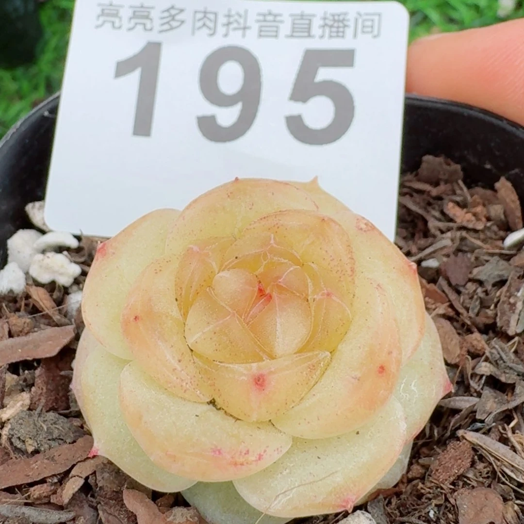 咕****绿遥珍妮         精品多肉