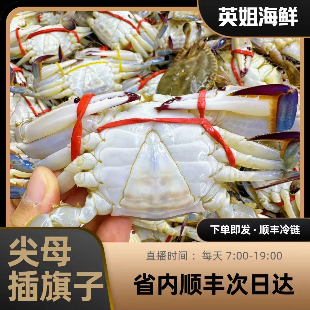 【东港】尖母2斤起【仅限沈阳市内快递发】单只2两左右【保鲜不保活】