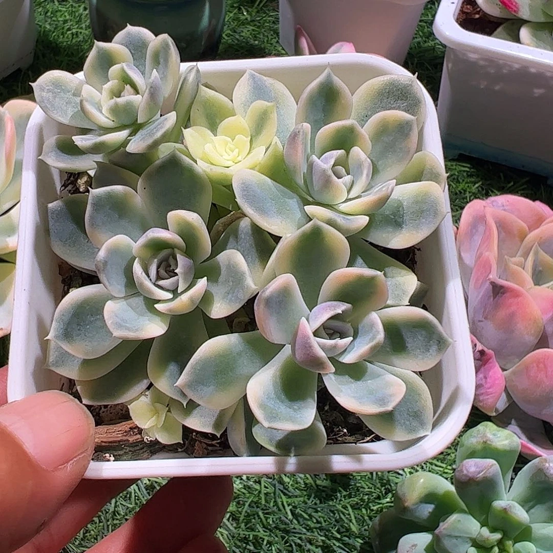 呵***哈多肉植物多肉植物