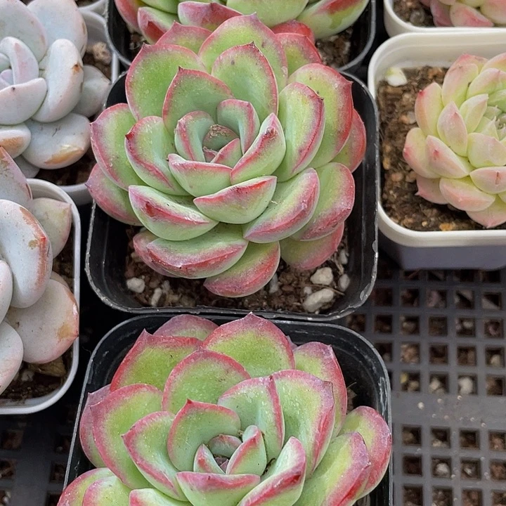 雪夜王子3.8带盆土