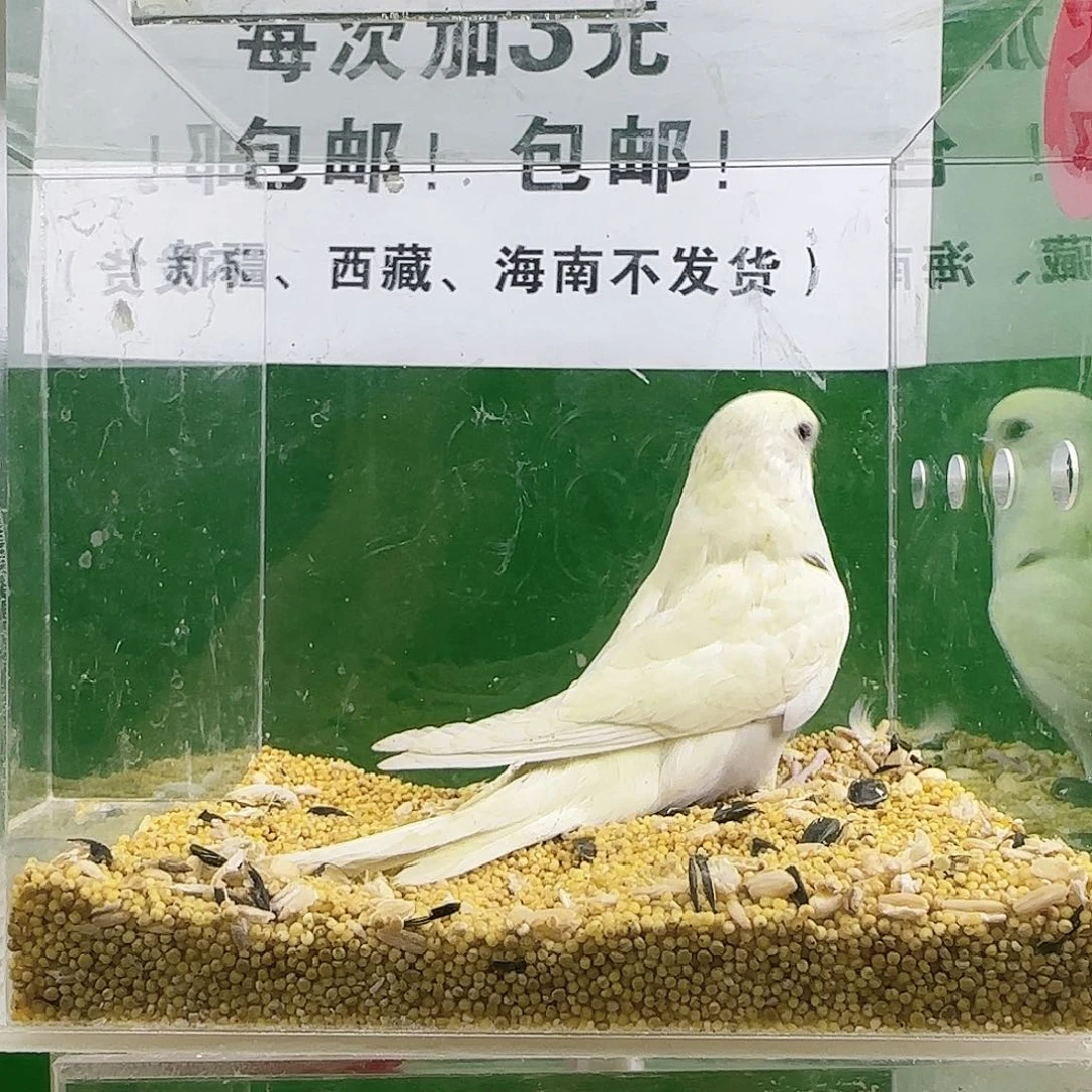 虎皮鹦鹉大头鹦鹉