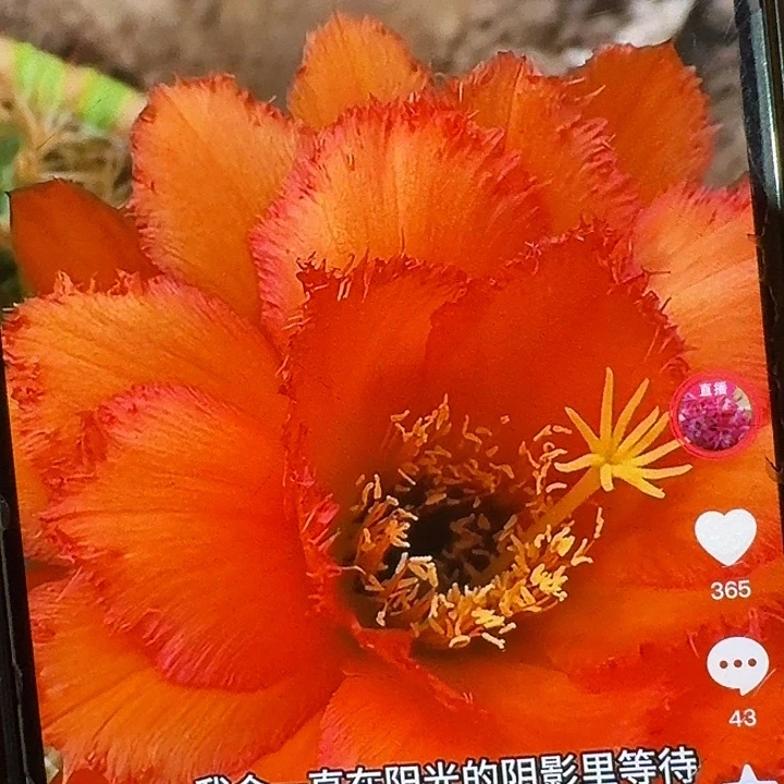 欢茄侧芽5公分左右毛花柱（20包邮）