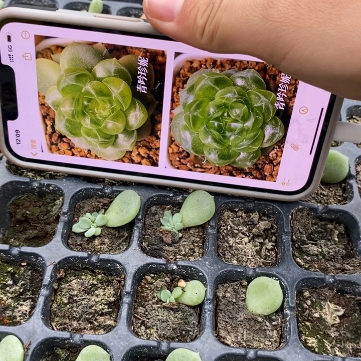 青吟叶插苗一个量拍
