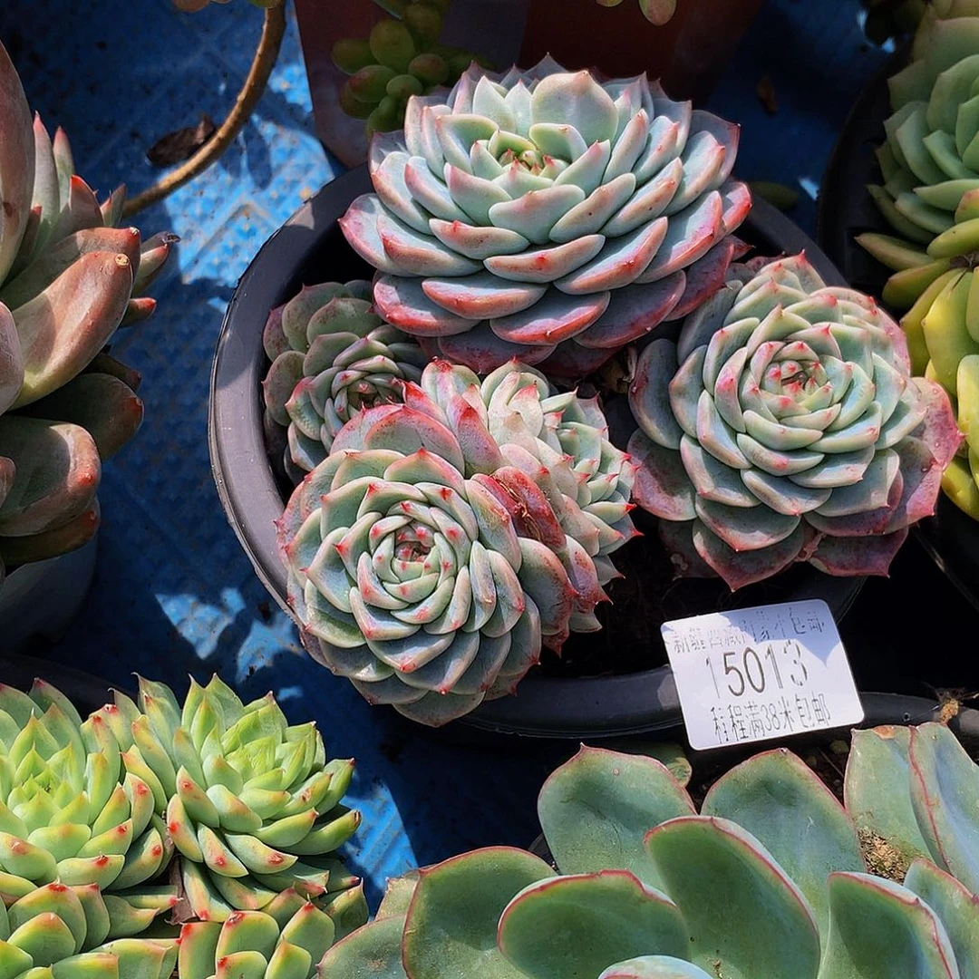 温***！天鹅绒15013多肉多肉